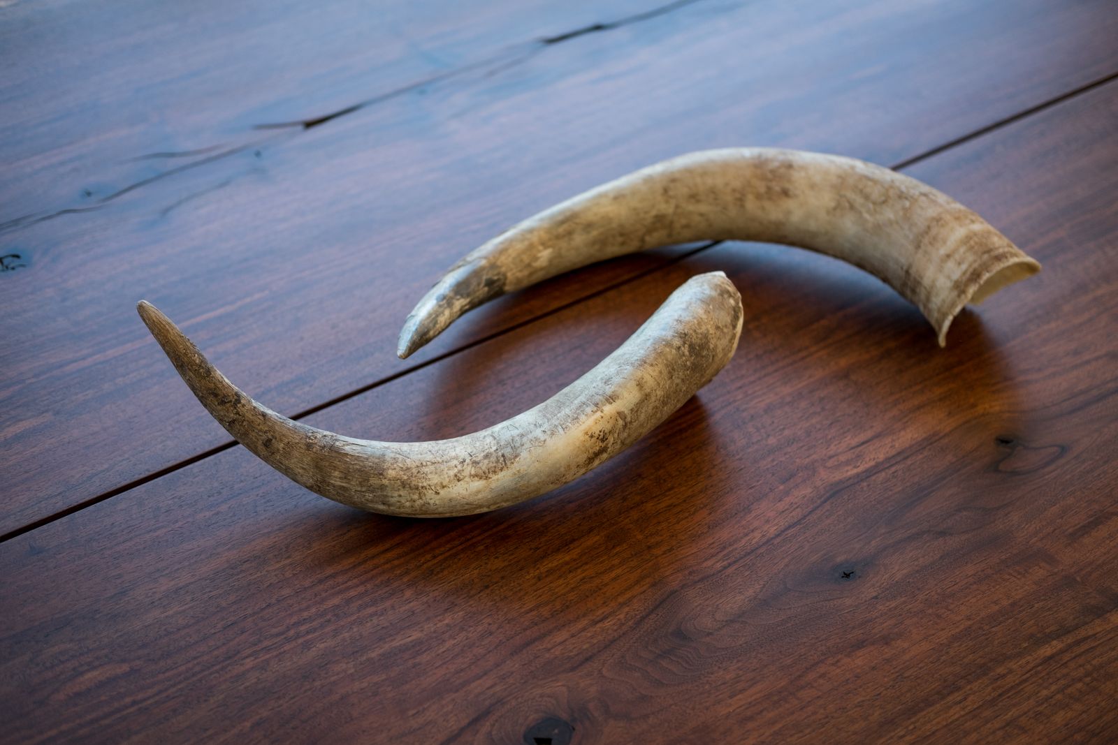 Cowhorn Vineyard: Biodynamic cow horns